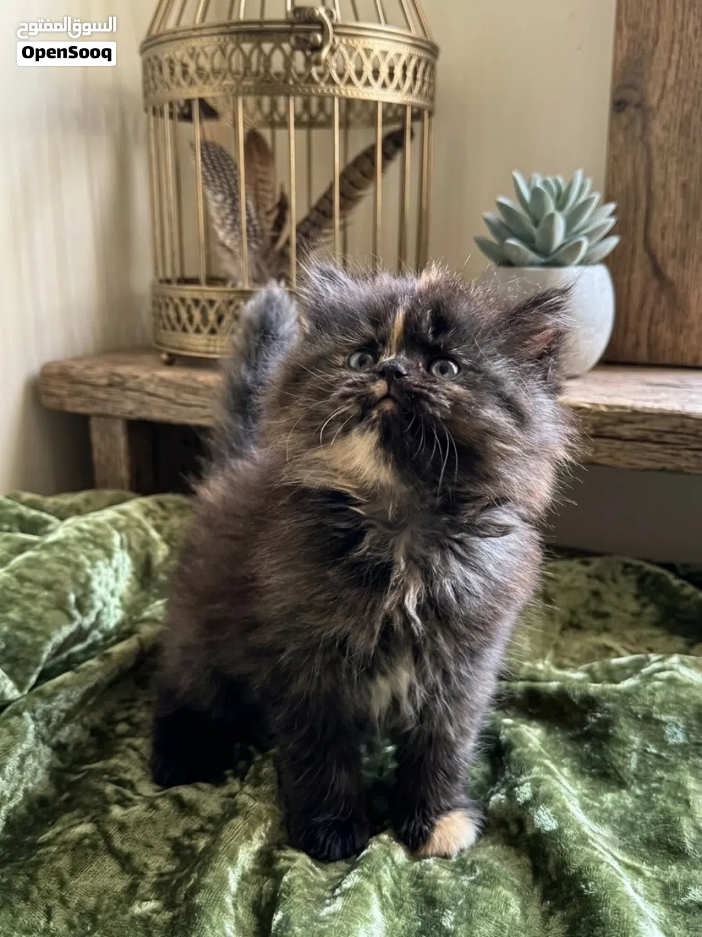 Adorable Shiriazy Kitten Available