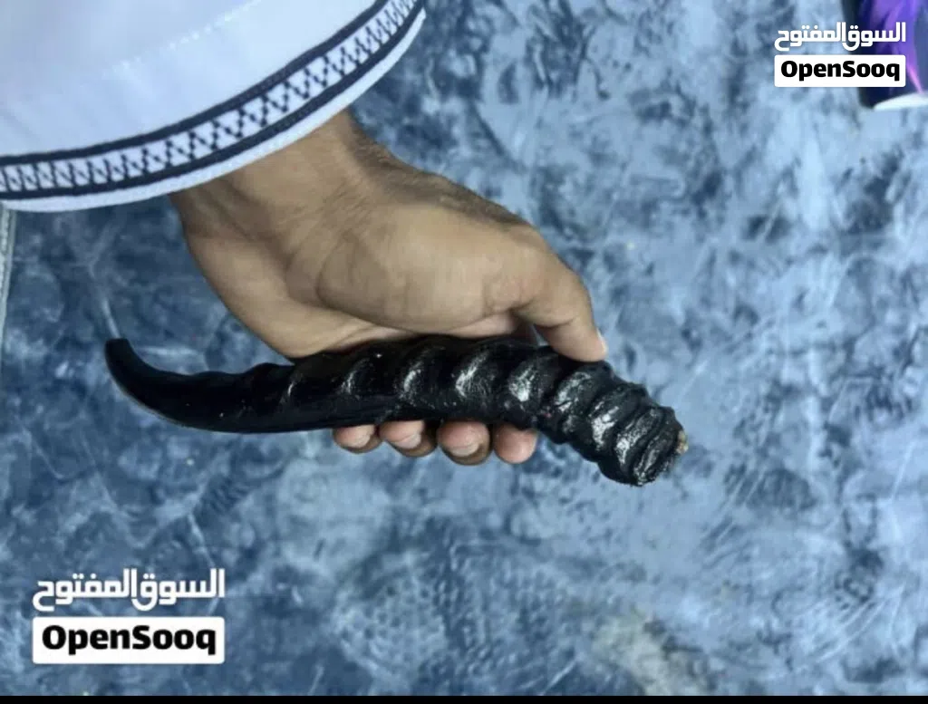 قرن غزال ديماني