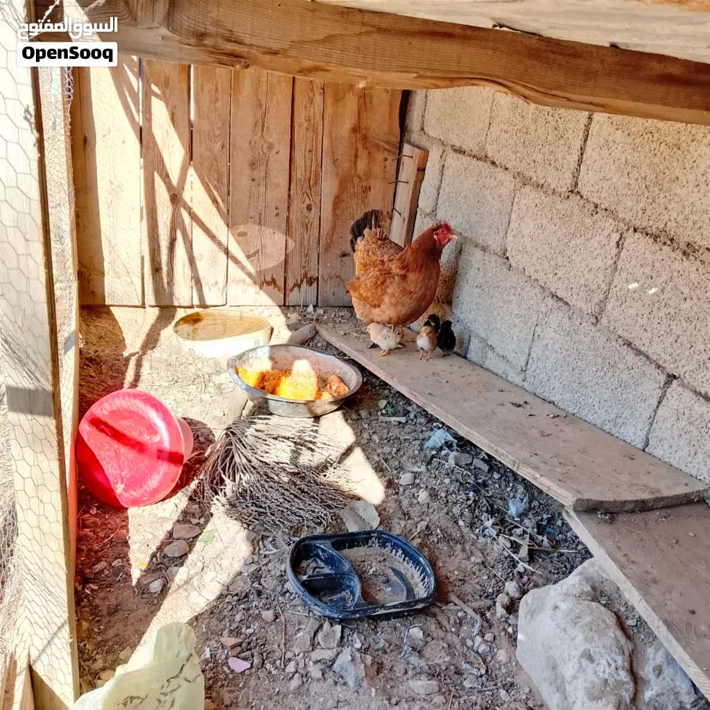 دجاجة عربية