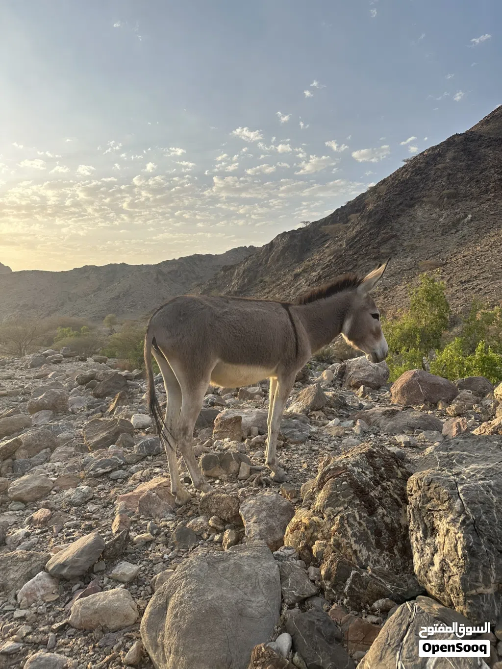 للبيع حماره