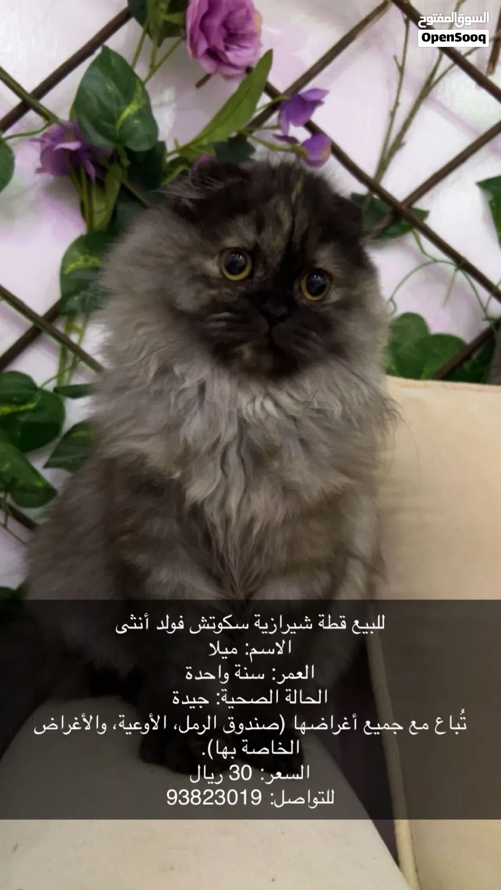 قطة شيرازية سكوتش
