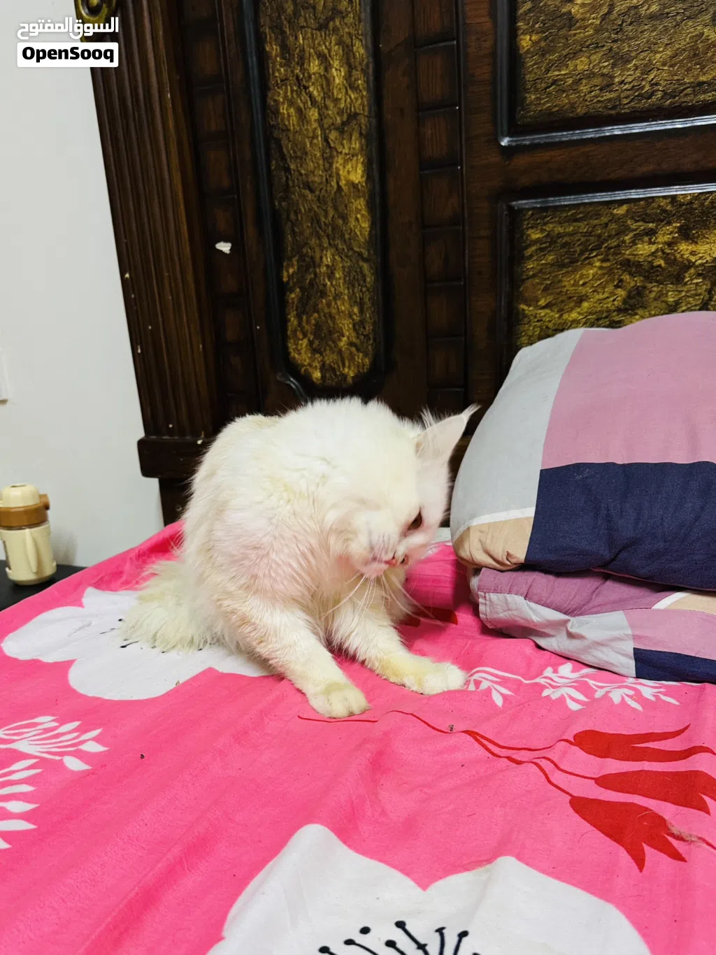 farsian cat