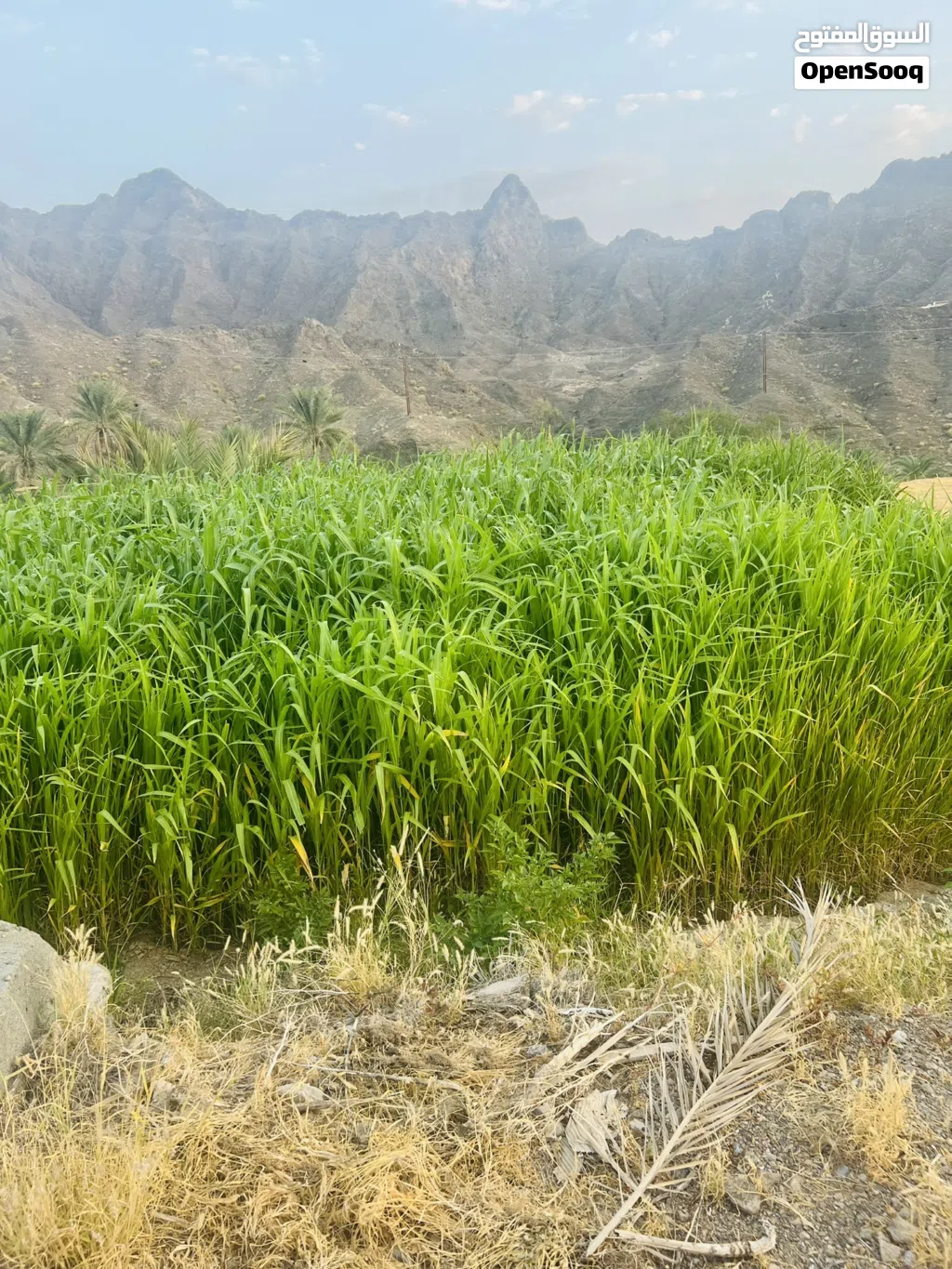 طعام المواشي