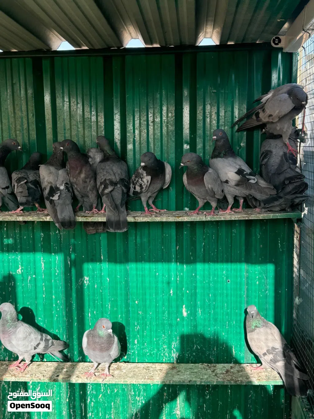 للبيع حمام دحل جبره كامله 32 طير وزود