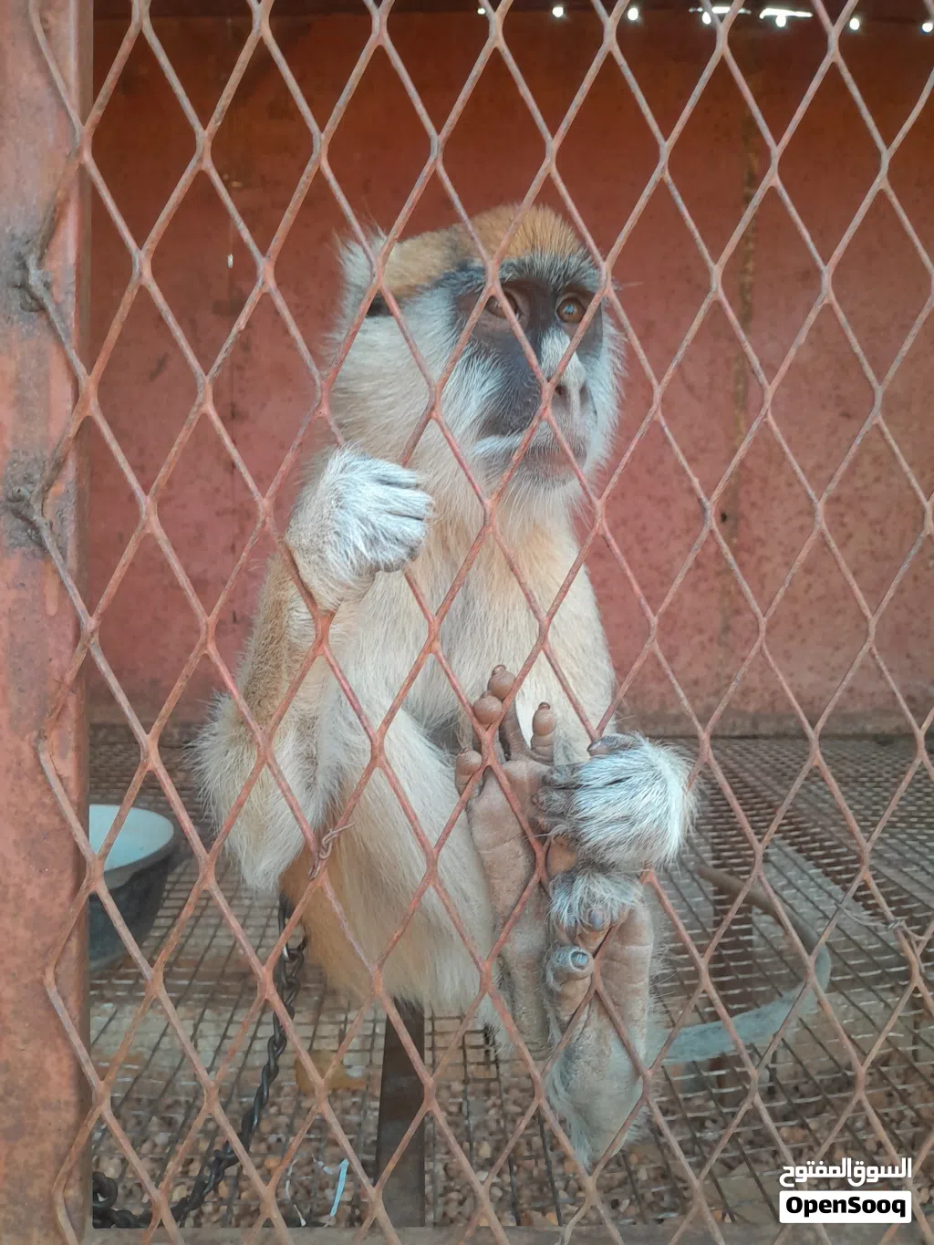 قرد النسناس