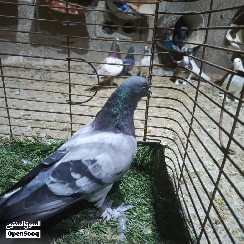حمام للبيع