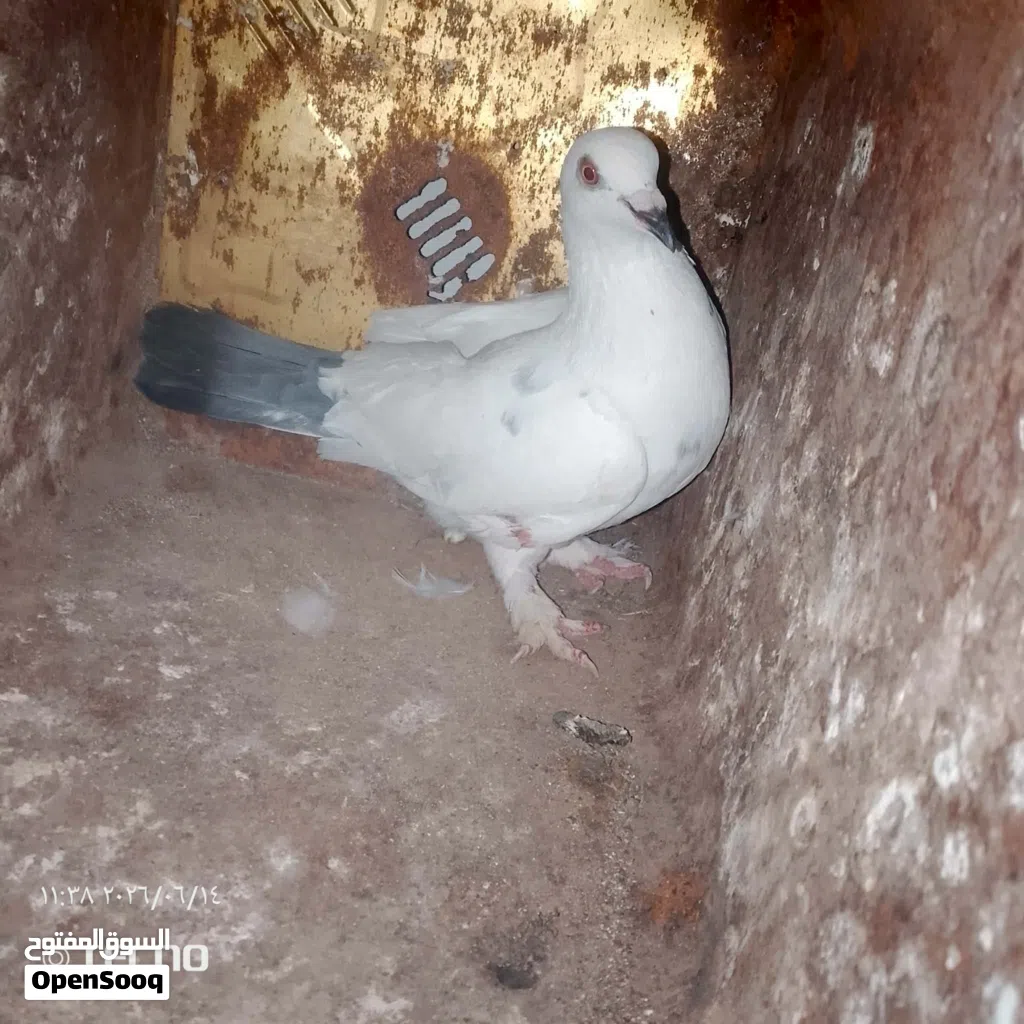 حمام البيع