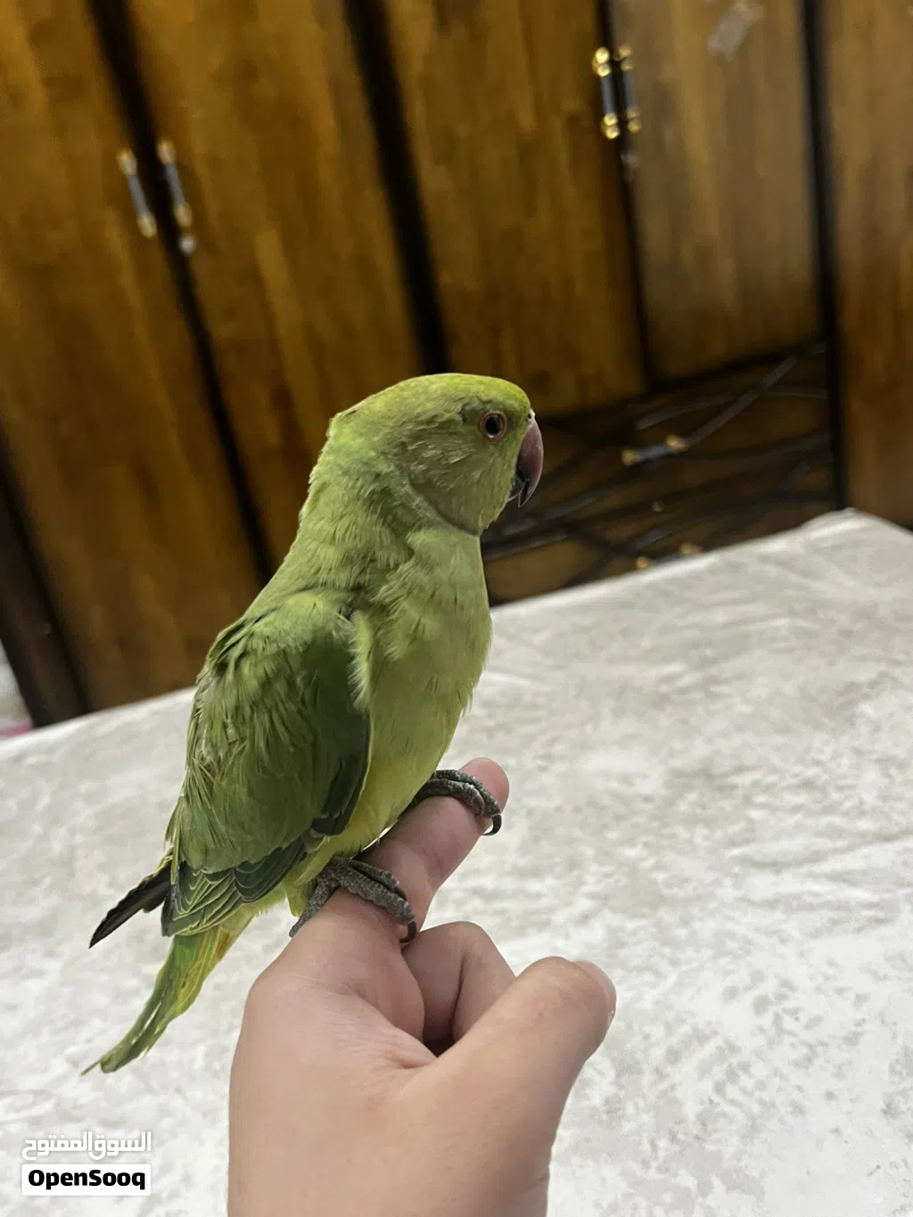 ببغاء درة أليف ممتاز جدا