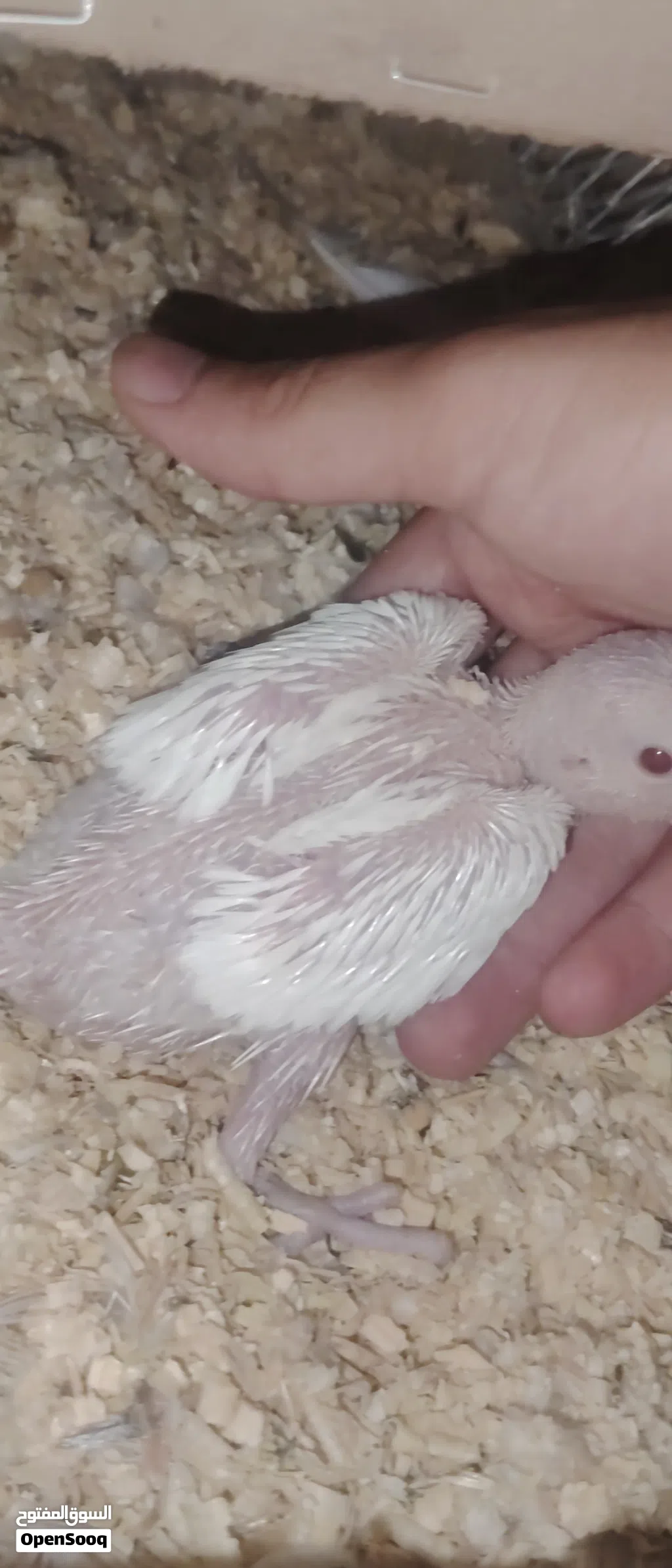 فرخ ببغاء دره البينو 28 يوم بصحه جيده (نادر)