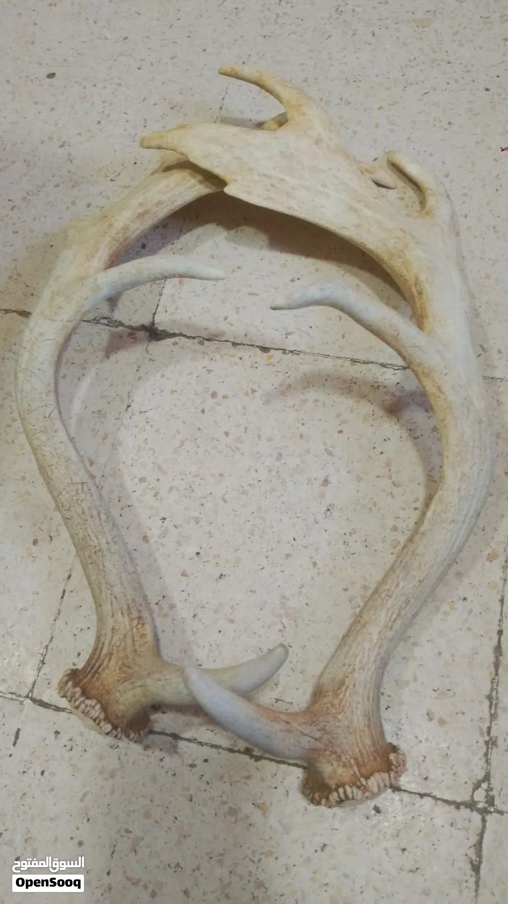 قرون غزال حجمين