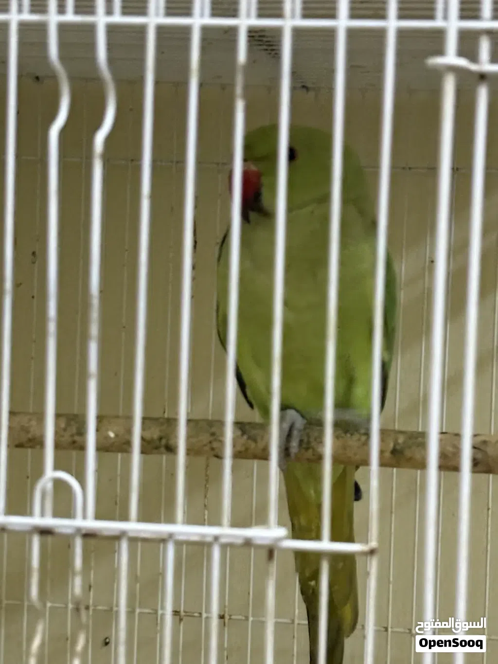 Parrot for sale