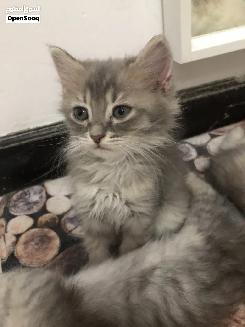 FOR SALE PERSIAN KITTENS
