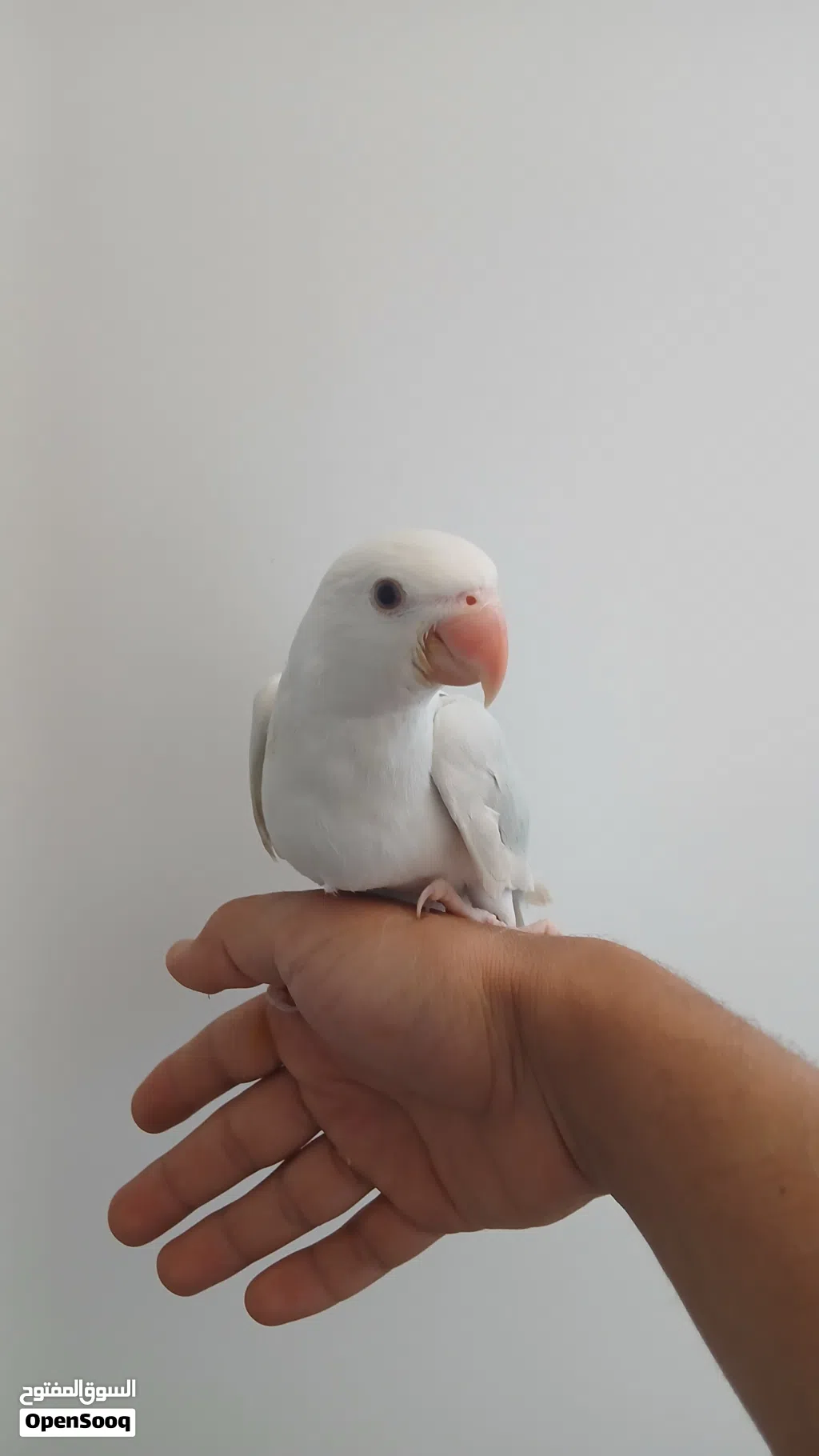 ببغاء ذره للبيع