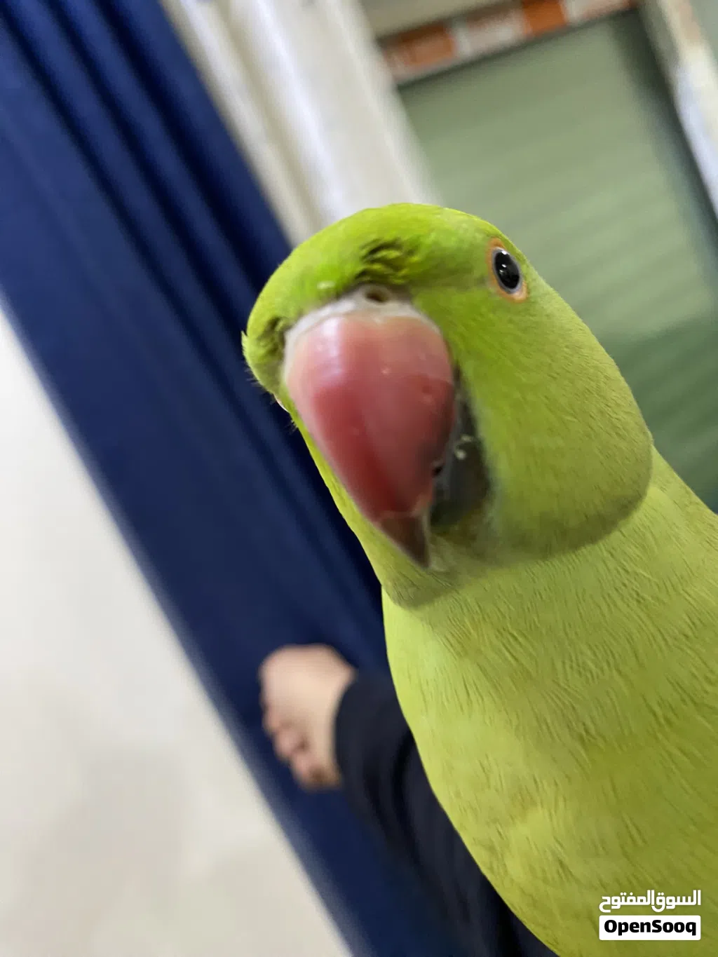 ببغاء دره هندي بسعر حرق