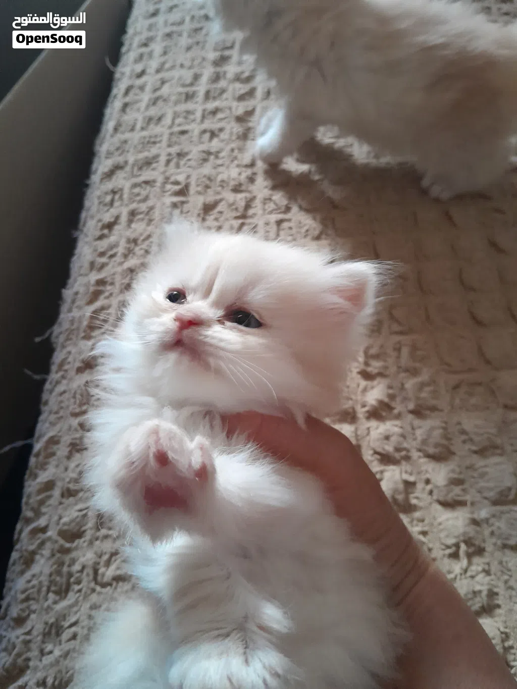 قطط شيرازي