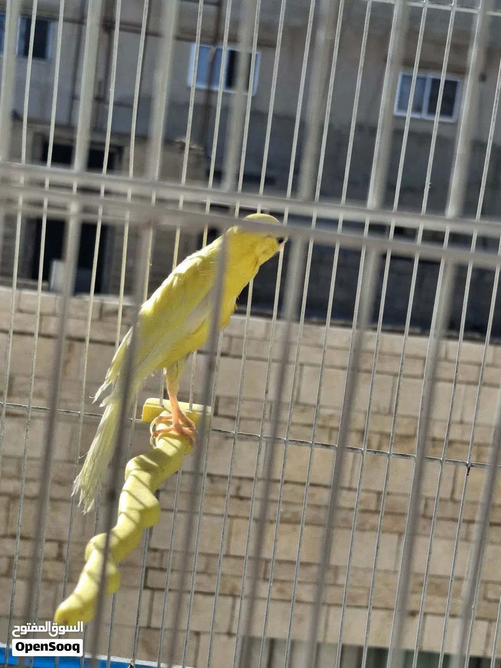 جوز كنار بناديق