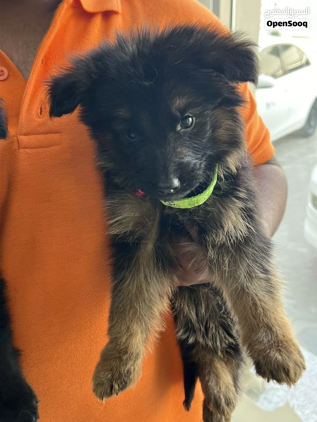 GSD Puppies