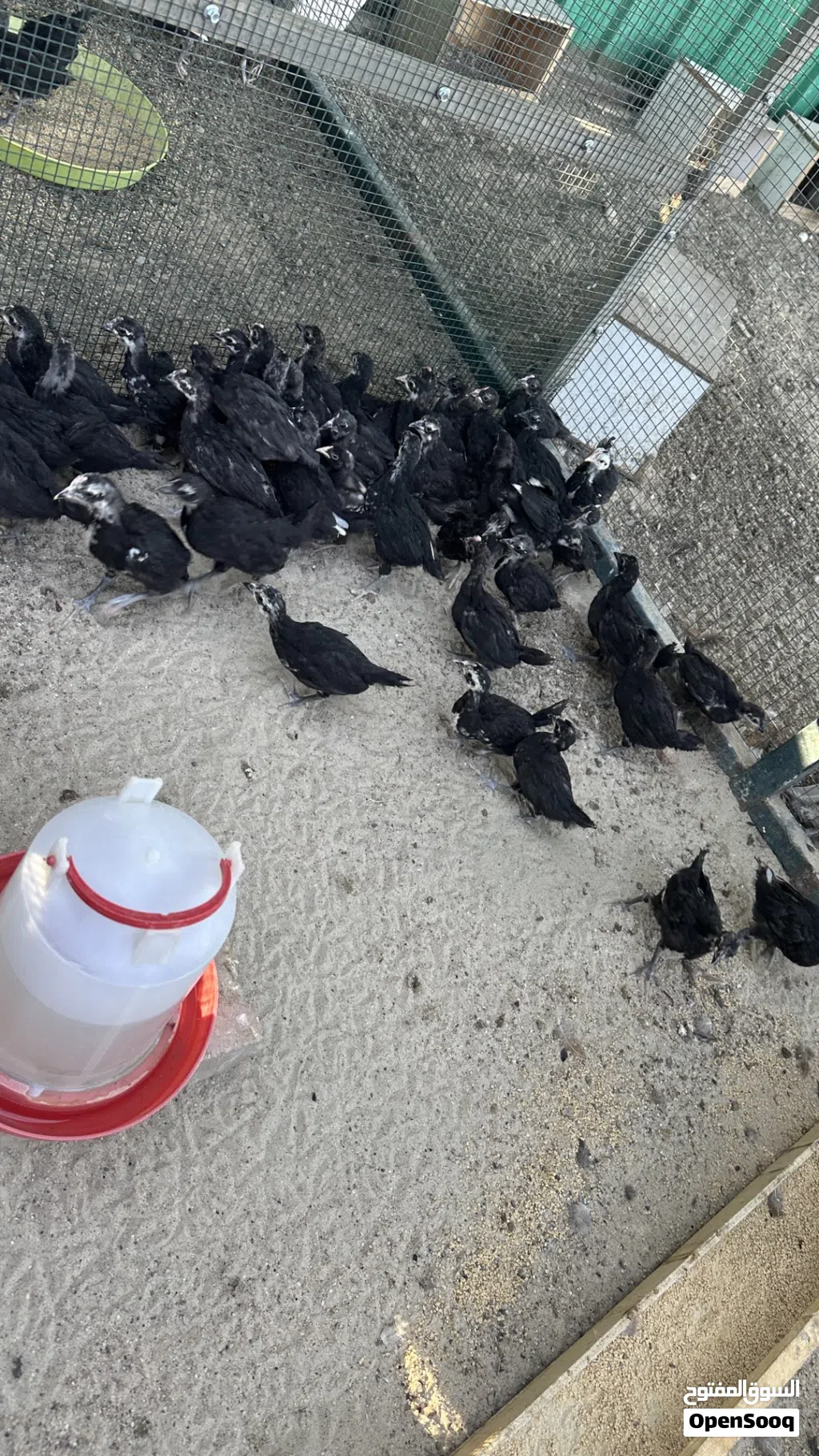 فروخ عقارب عمر شهر و نص الى شهرين
