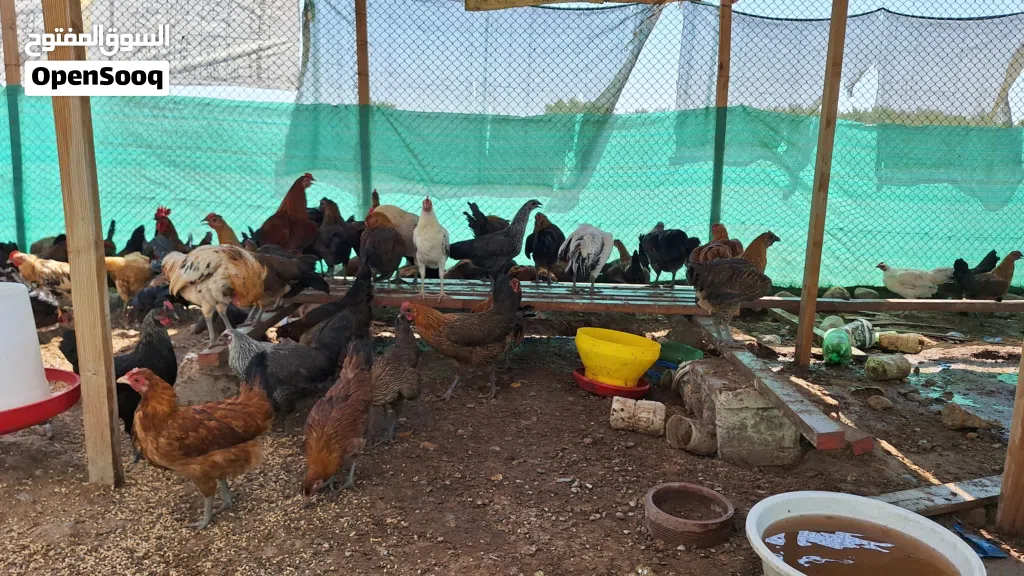 دخاخ محلي للبيع Chicken for sale