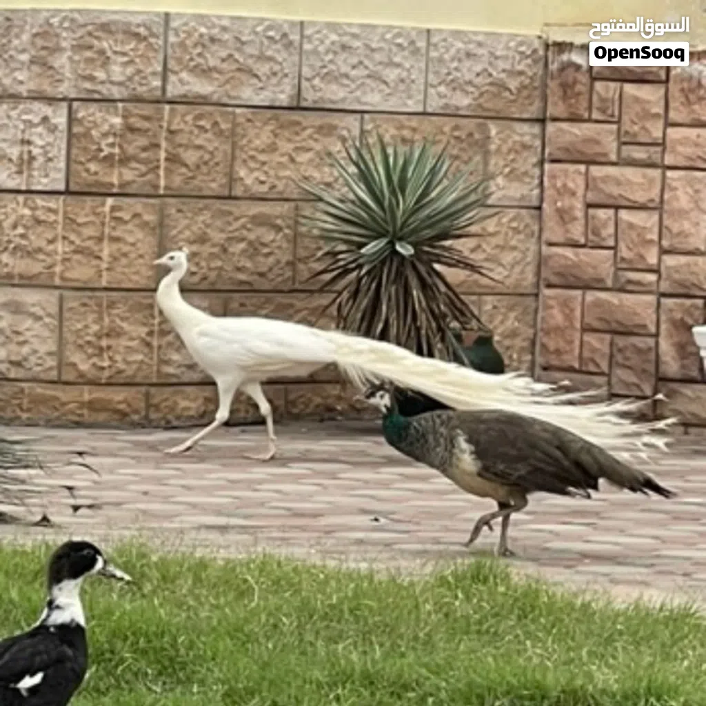 مجموعة طواويس للبيع