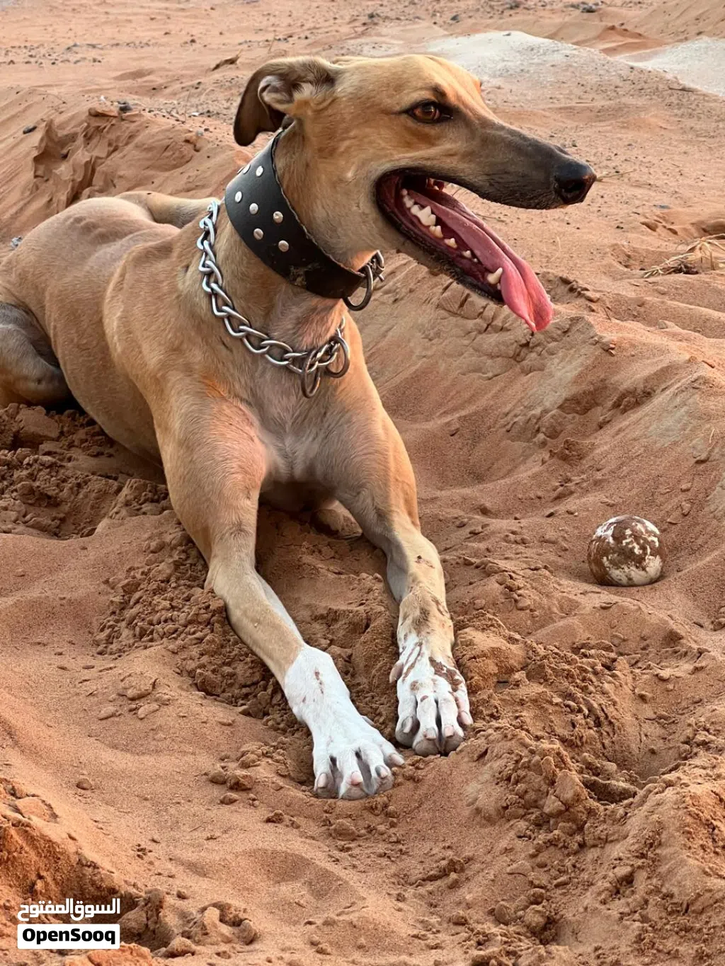 male greyhound