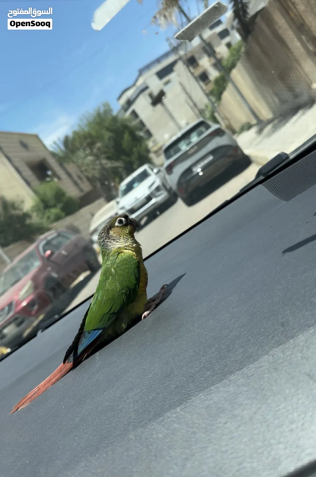 كنيور اليف طينه