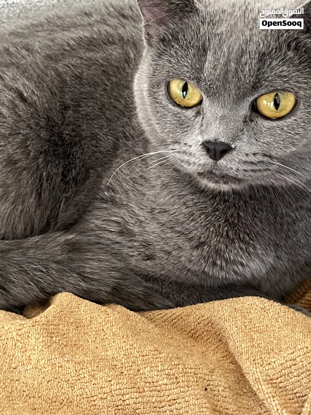 Grey Scottish Girl healthy