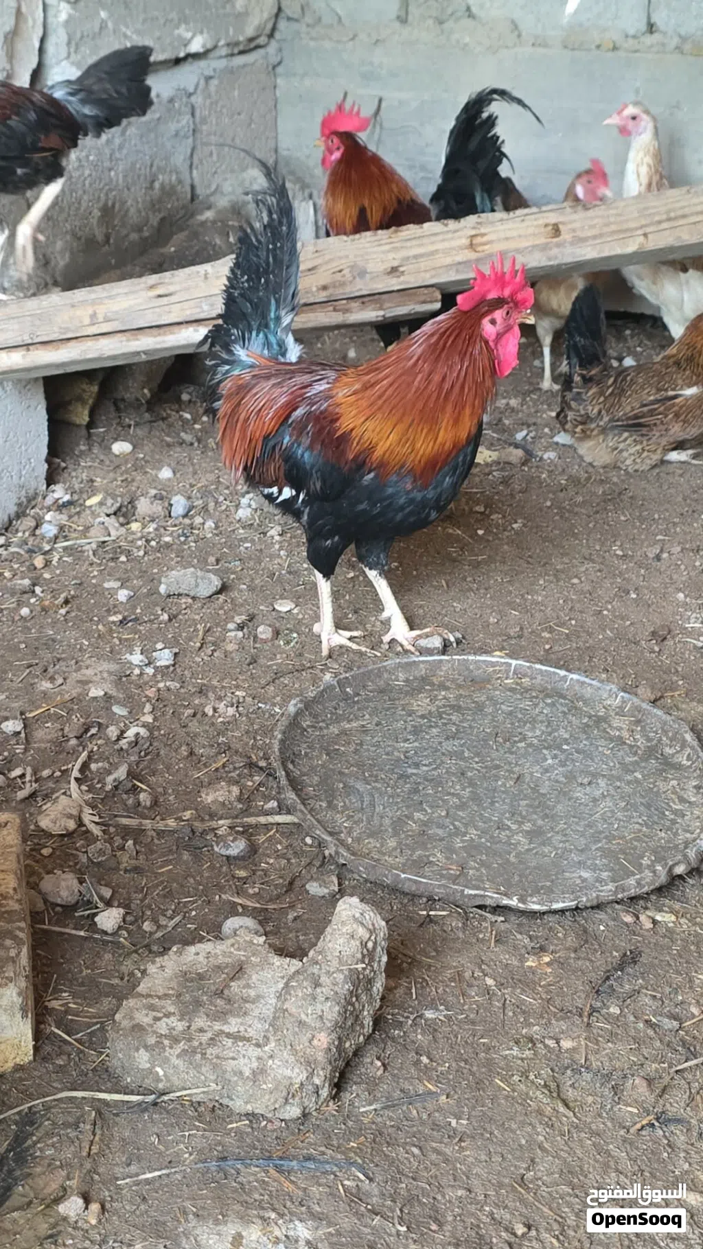 دجاج عرب شمسي خط اول