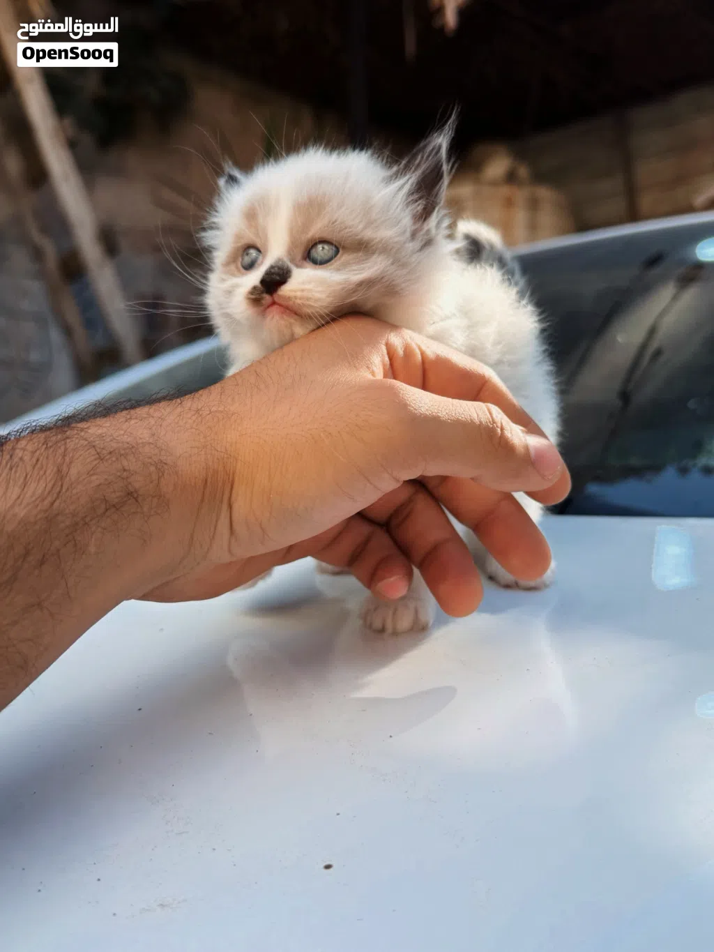قطط لونا، مايلو، وبيلا يبحثون عن بيت يحبهم