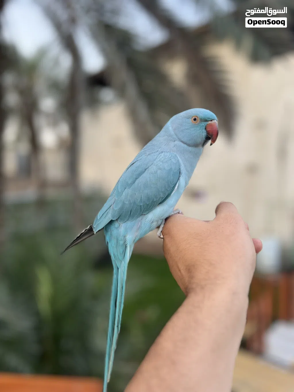 ببغاء دره هندي ( الوصف مهم )