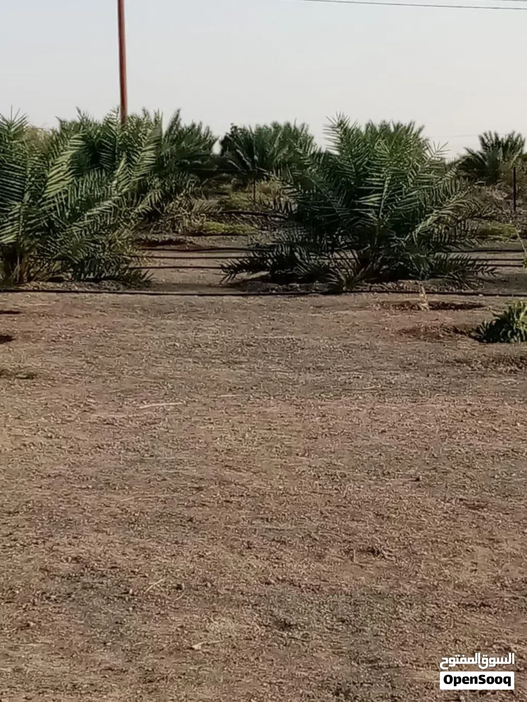 ارض زراعيه انتفاع