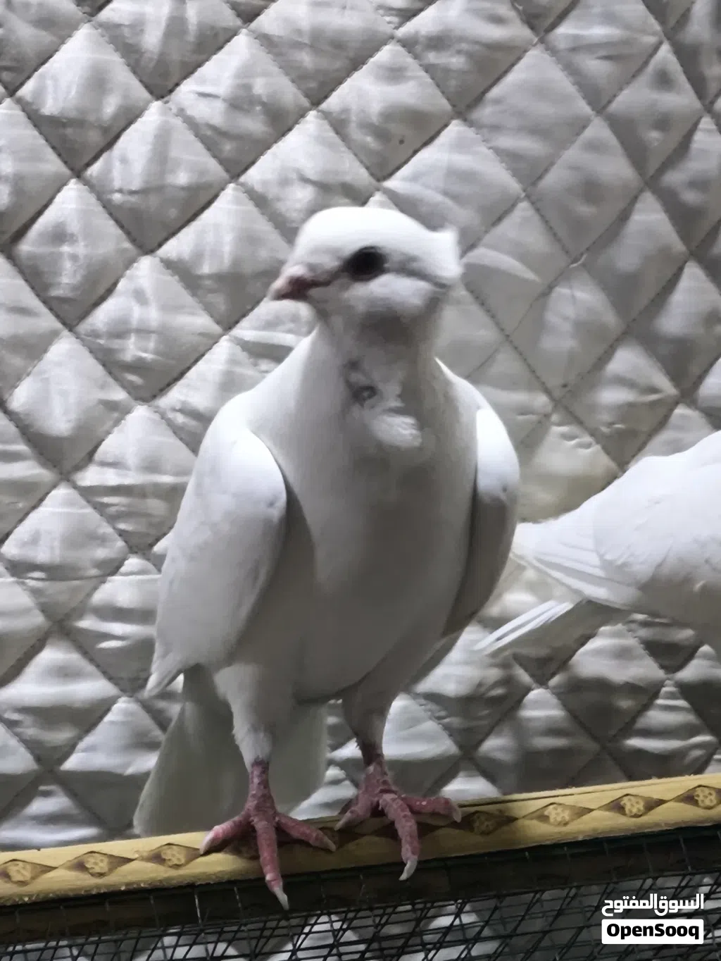 متاح حمام ارافل 3 للبيع