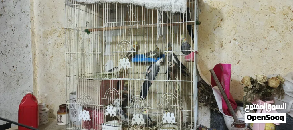 محميه كوكتيل للبيع
