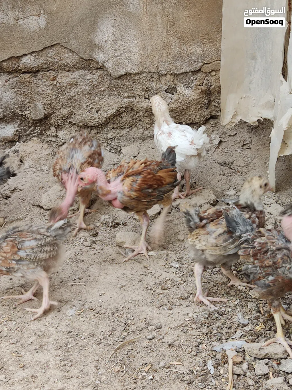 افراخ دجاج ابو ركيبة