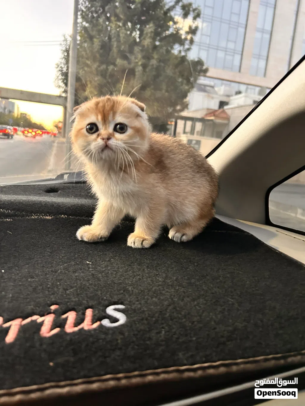كيتن سكوتش فولد