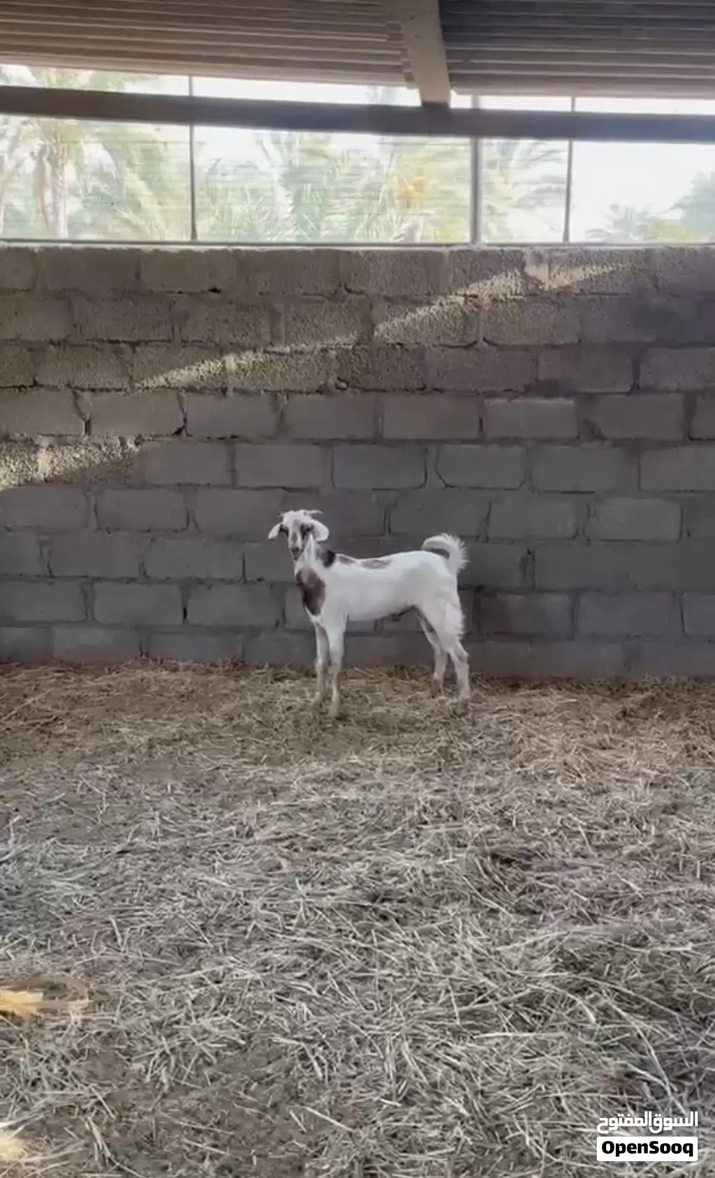 تيس مشروع تربيه