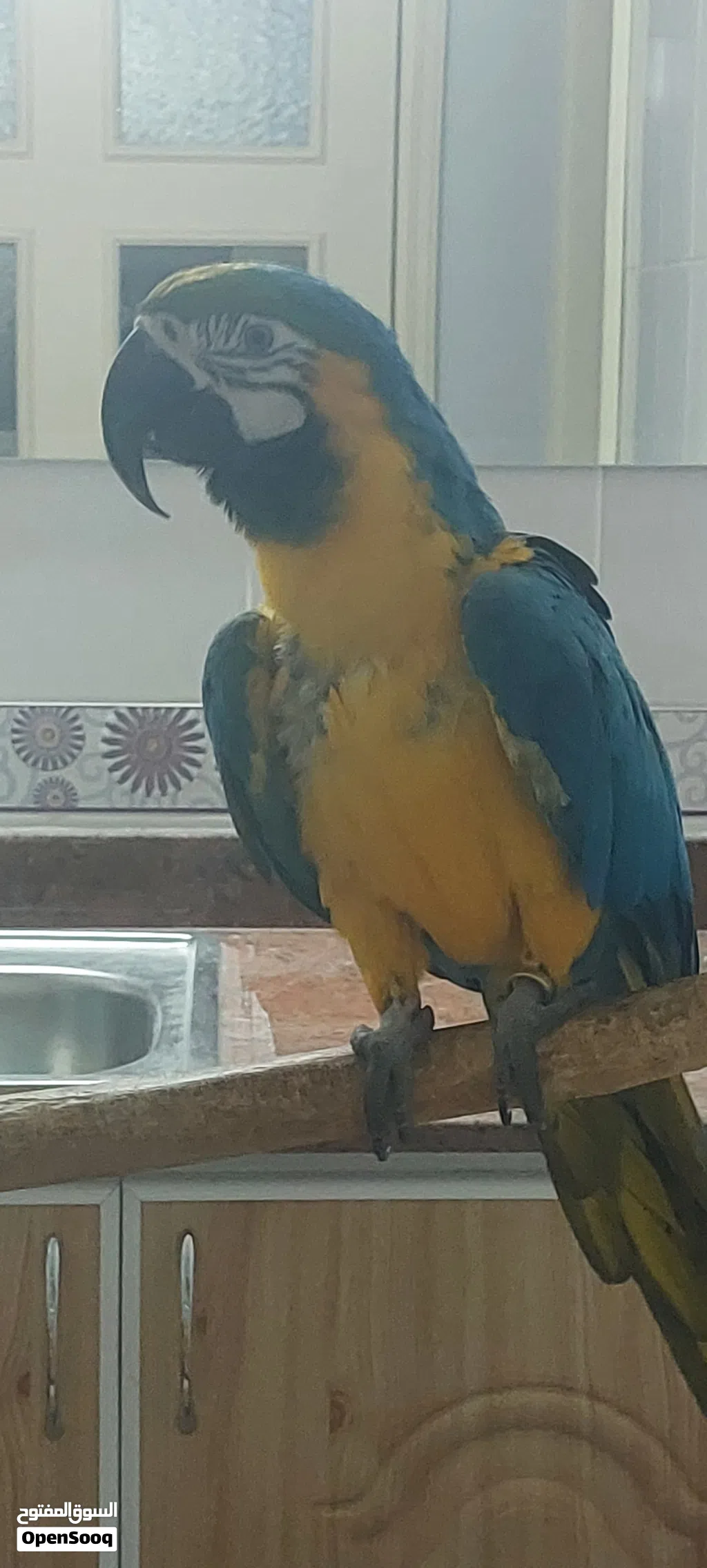 Blue and Gold Macaw