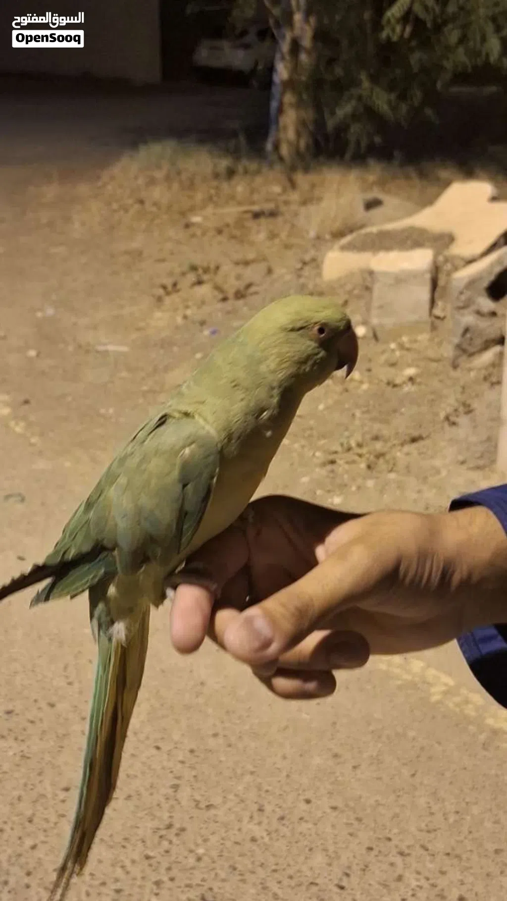 ببغاء أليف