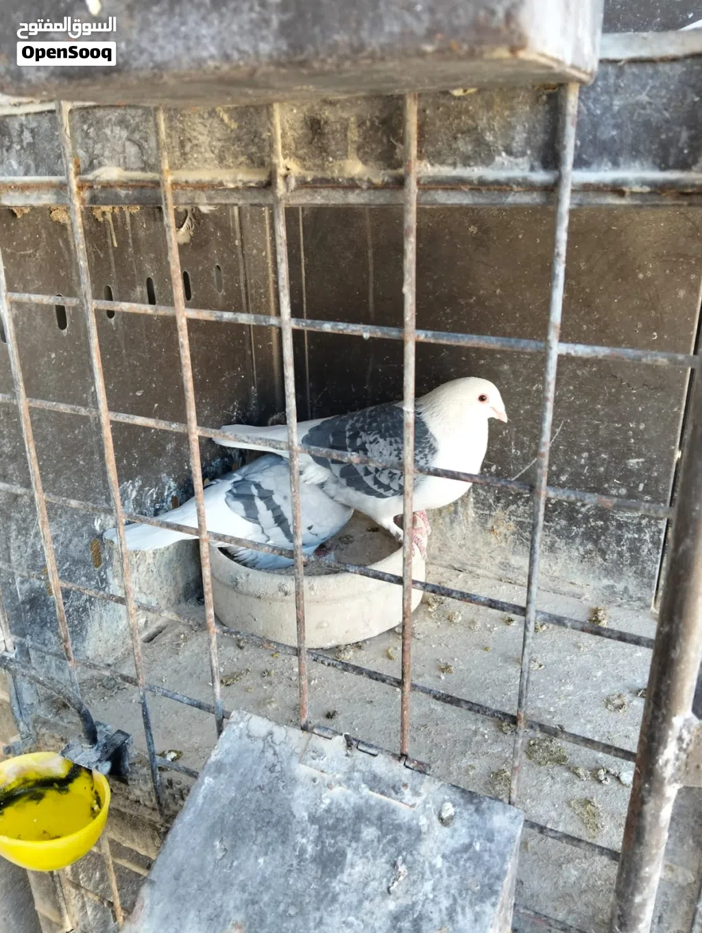 متاح 6 حبات