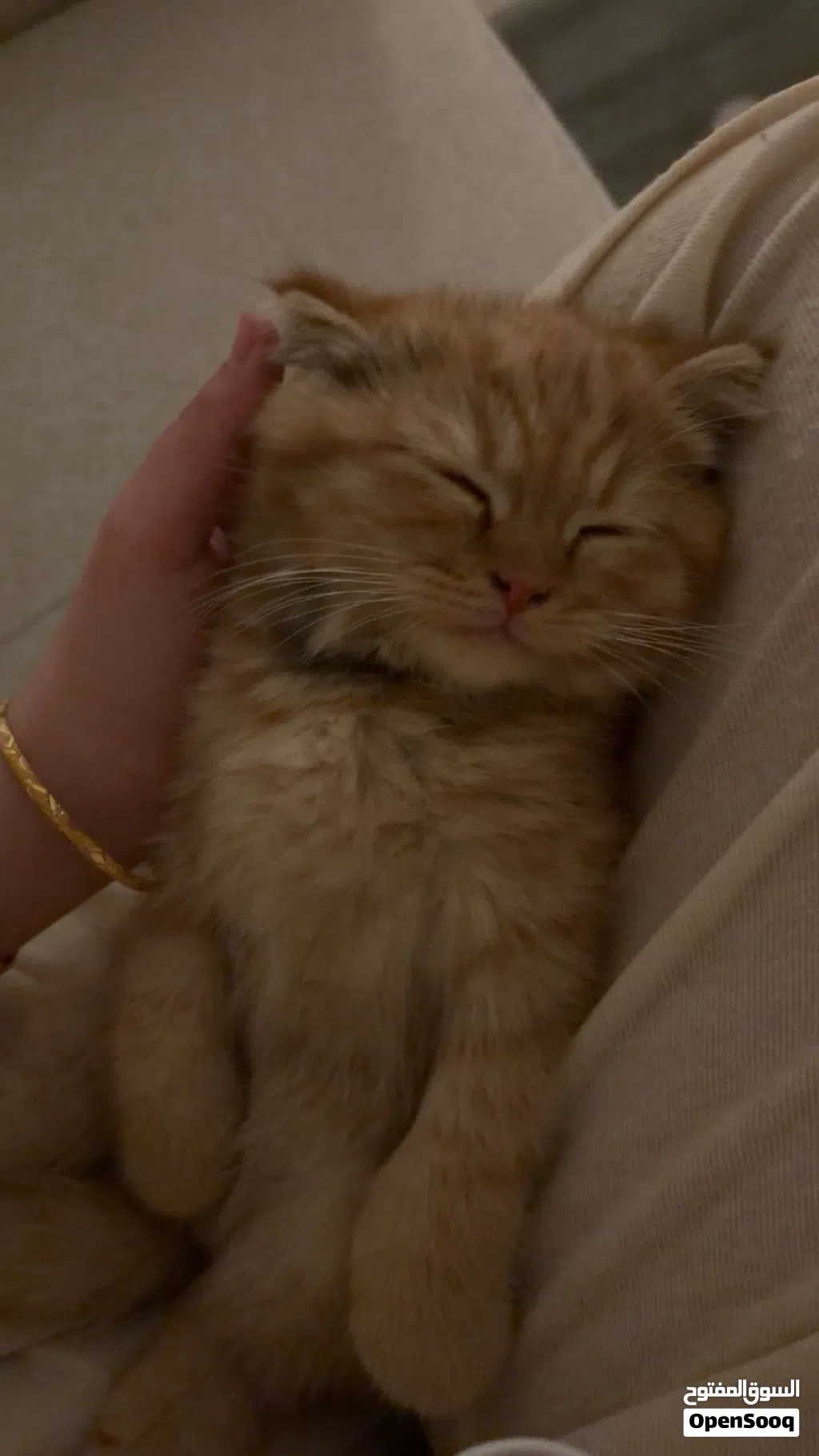 Male Scottish fold for sale