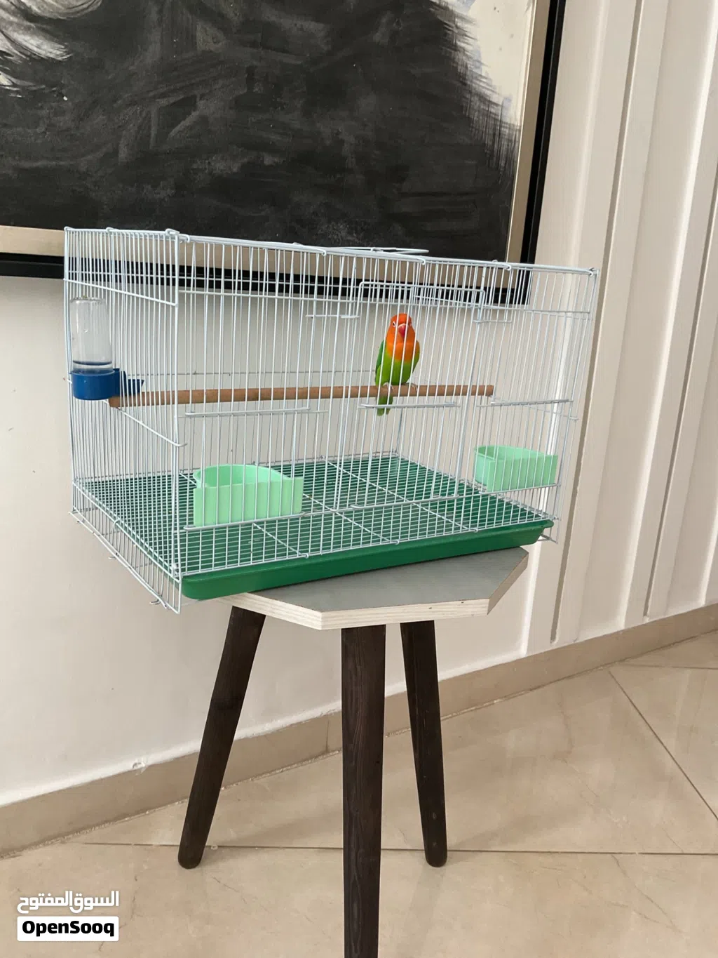 Fischer lovebird for sale