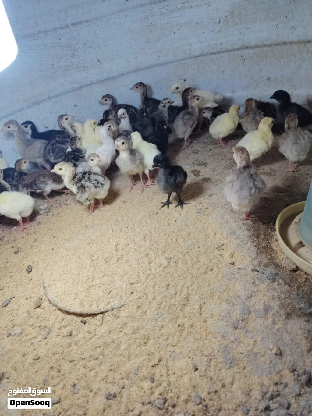 للبيع صيصان رومي العمر اسبوع ونص مطلوب في الحبه ريالين موقعي صحار