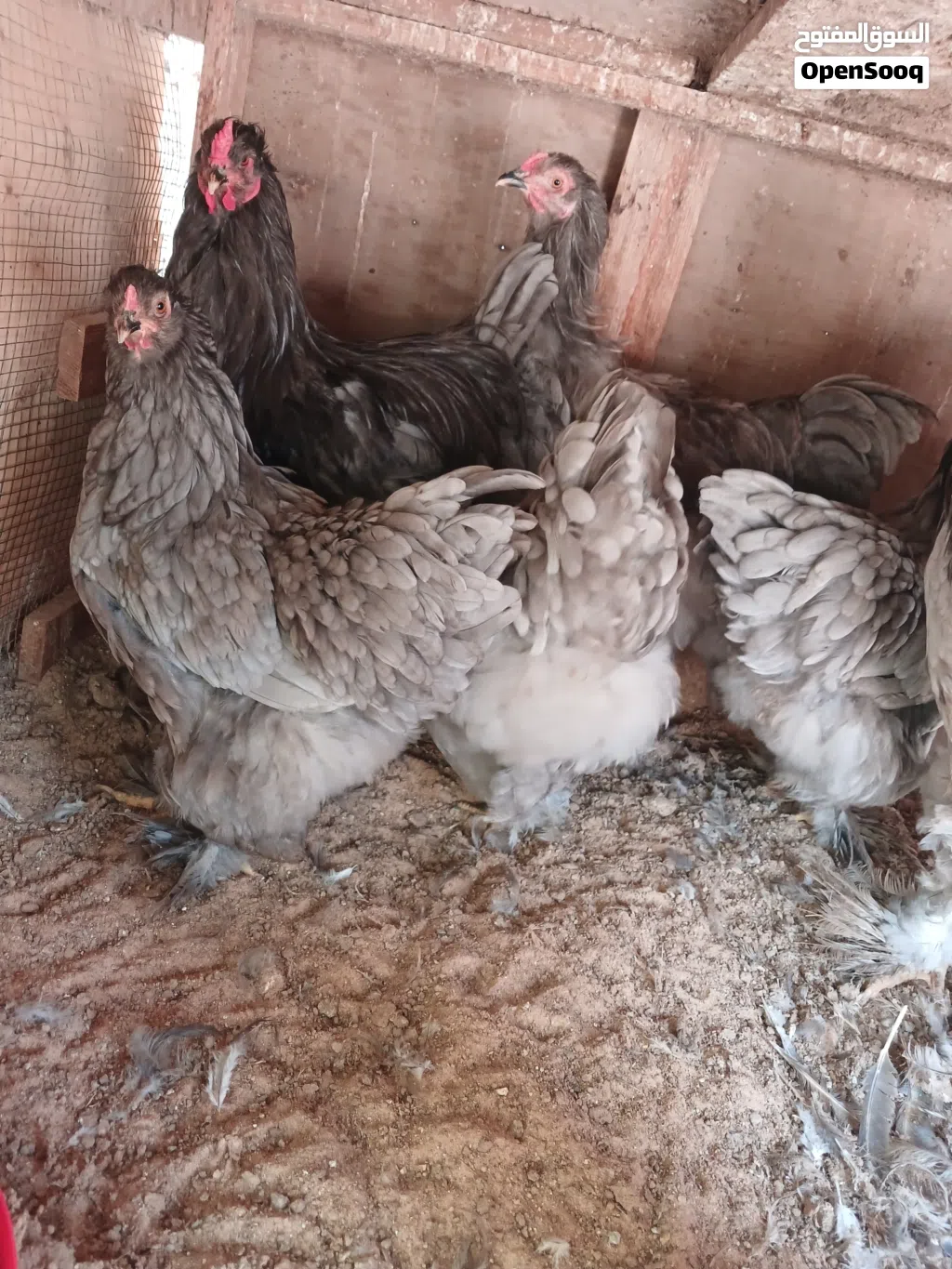 كوبيه برهما رصاصي 3 دجاج و 2 ديك تبارك الرحمن