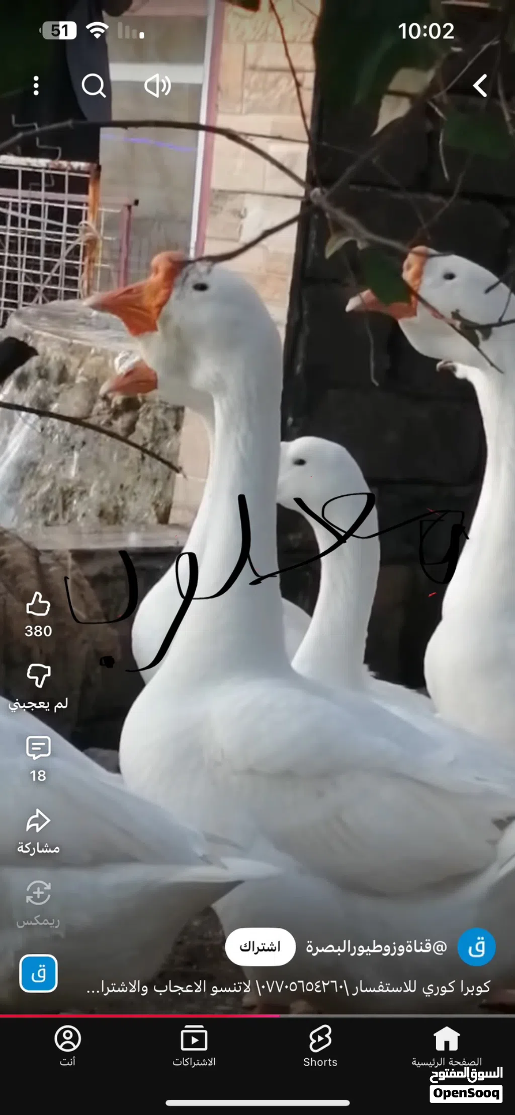 مطلوب بطوط كوبره ابيضّ
