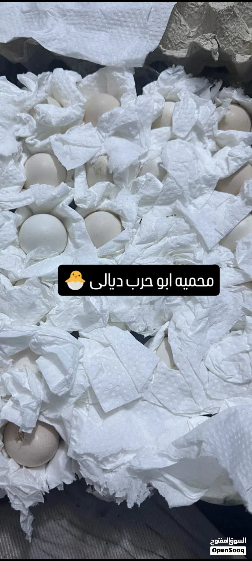 دجاج كويتي من ارقى المستويات والرس الاصلي
