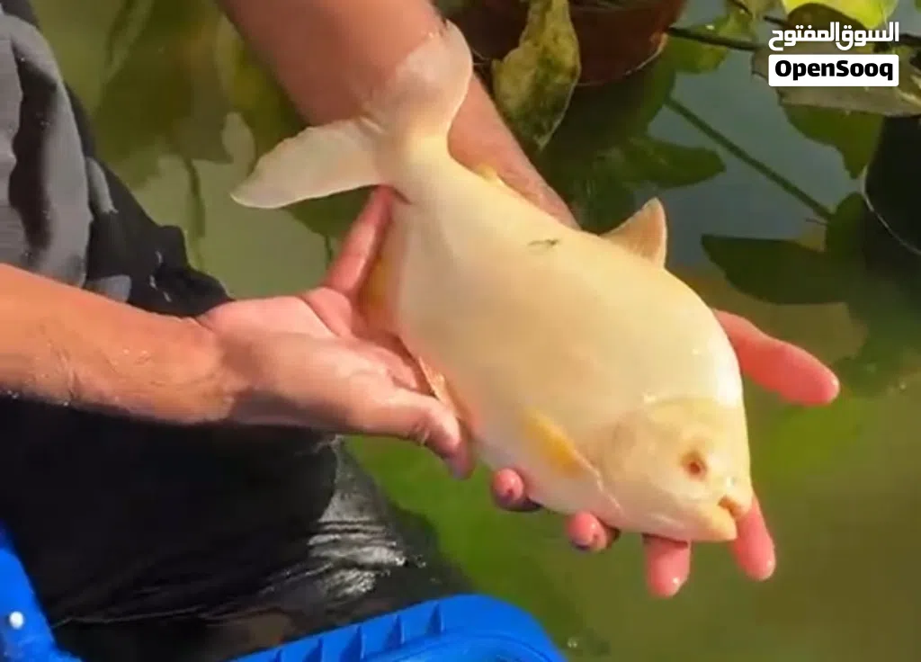 Cat fish and albino pacu