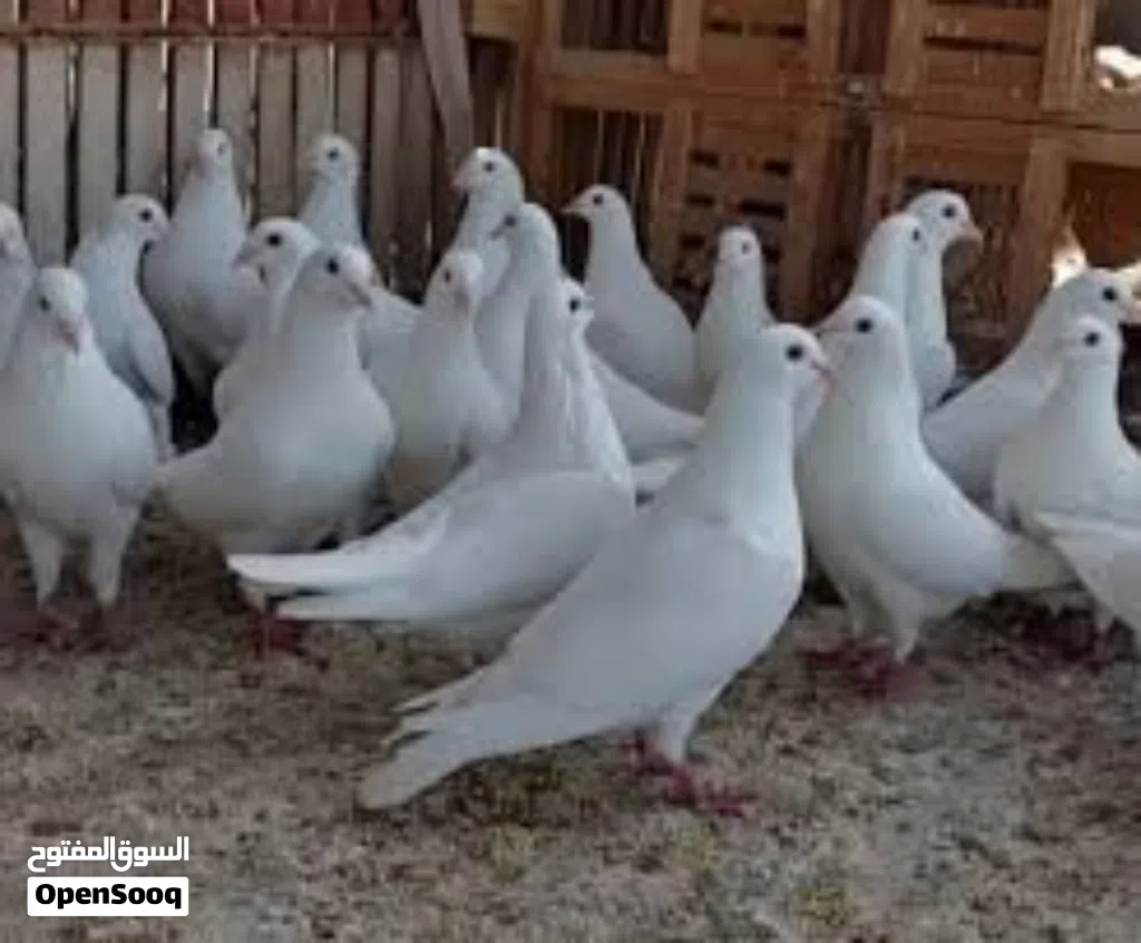 حمام فرنسي لاحم