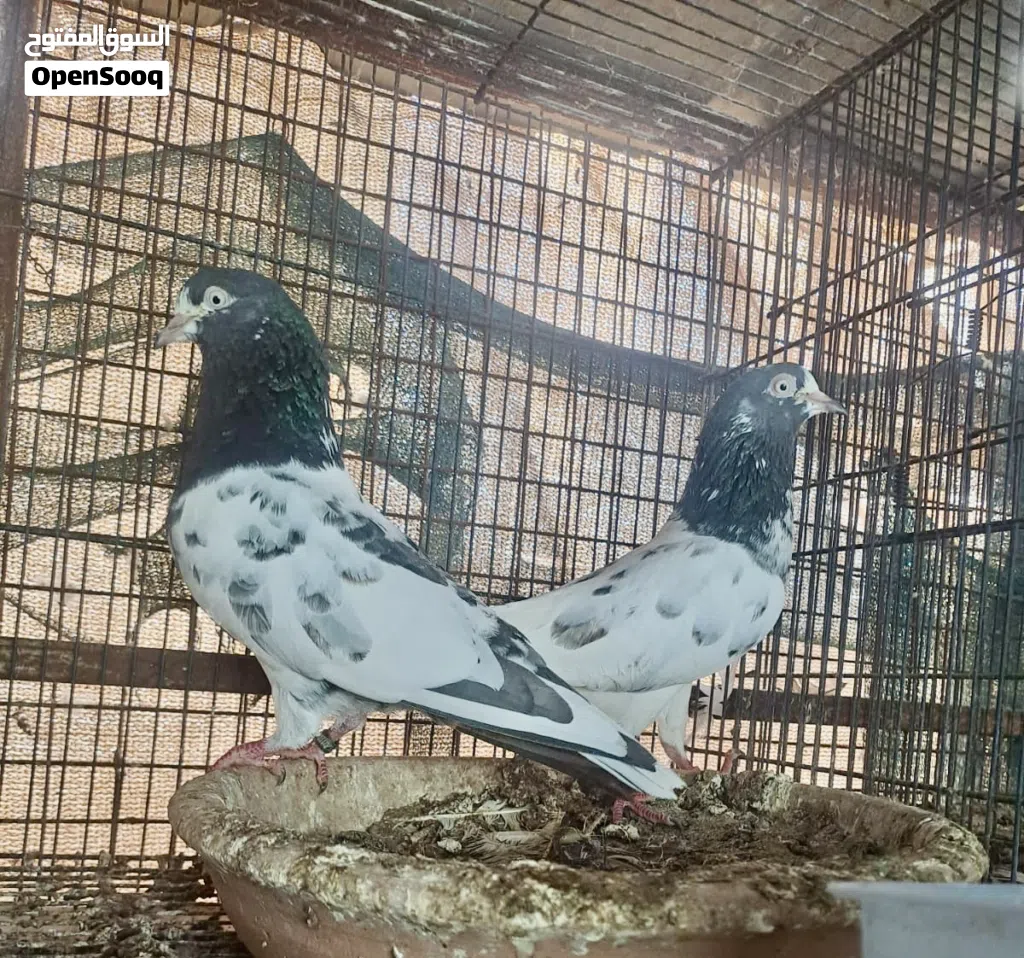 بيع طيورباكستاني انسال مختلفه وطيران