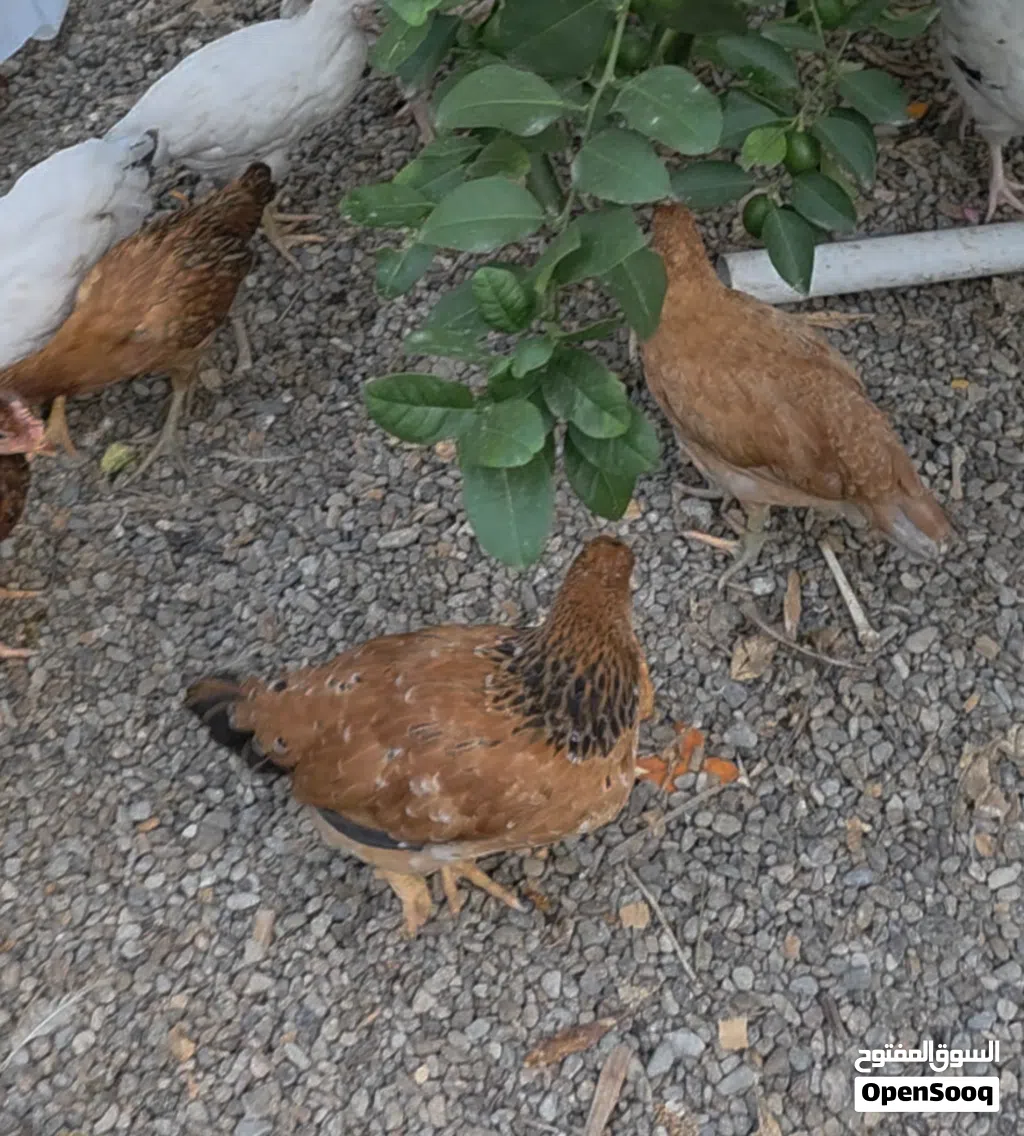 دجاج فرنسي اصل بيور