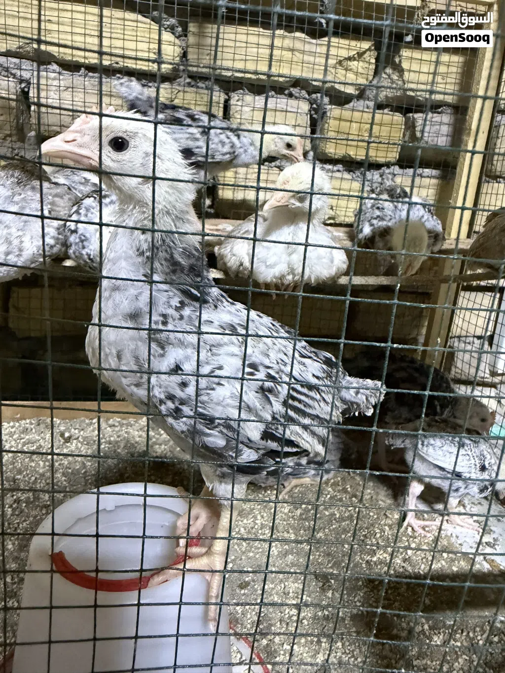 متاح دجاج دندراوي